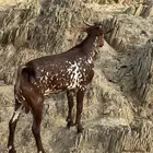 تيس للبيع