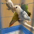 للبيع 3 حبات روزات و1 فيشر