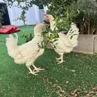 دجاج تركي بياض وحضان