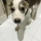 كلب بيقل ( جاك روسيل)