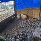 ارانب للبيع العدد (5) 4اناثي وا ذكر 1 العمر 8 شهور