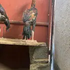 ديك باكستاني سندي