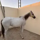 فرس شعبيه هاديه