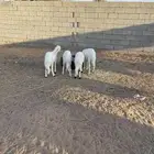 خرفان هجين طيبه