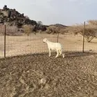 فحل