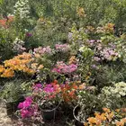 شتلات الجهنمية المجنونة مكبوسة