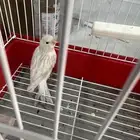 ذكر ستنايت