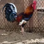 ديك ودجاجة بلدي اصيييل   . تمم البيع