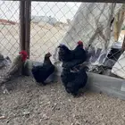 دجاج كوشن قزم