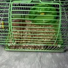 هامستر للبيع