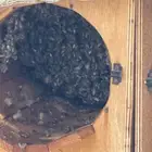 نحل بلدي للبيع