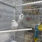 جوز طير حب هوقو البينو صافي صحه ونضافه شرط