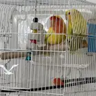 ببغاء روز زوج