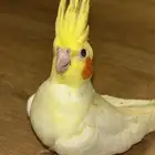 ببغاء كروان لاتينو