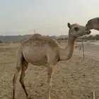 بكره مكنسله مفروده لها من يوم كنسلت 4 شهور