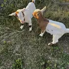 ماعز قزم تشيكي امريكي