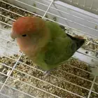روز للبيع مستعجل