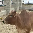 بقره دهماء بلدي دافع سديس مشروطه