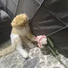 قطط للتبني