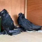 زوج حمام بخاره طبات