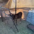 حسلان للبيع