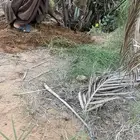 فسائل نخل للبيع جميع الأنواع