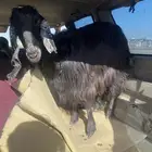 عنز عارضيه للبيع