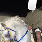 حصان واهو