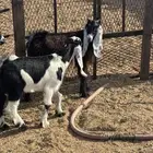 تيوس تربيه