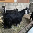 للبيع تيس عارضي
