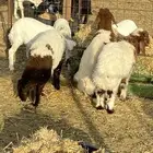 بهم 5 نعيم و4 حري