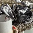فراخة حمام للبيع