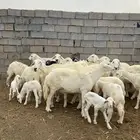 ضان 13