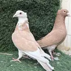 للبيع جوزين زاجل سوبر جامبو اصفر و احمر