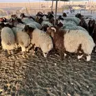 جذعان نعيم