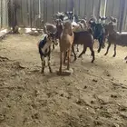 يوجد تيوس