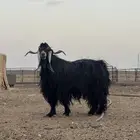 تيس فحل مشروط