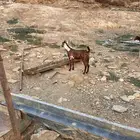 معزا اوشح للتواصل على الرقم الموجود تم البيع