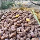 تمر خلاص سوبر جامبو