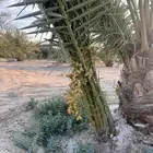نخيل خلاص فسائل جوده عاليه