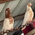 حمام باكستاني لاكا