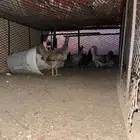 دجاج بلدي