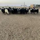 معزا طيبه