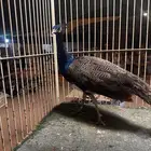 ذكر طائوس