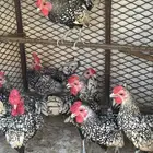 ديكه سبرايت شبابي