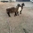 خرفان نعيم