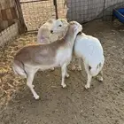 طليان رفيدي