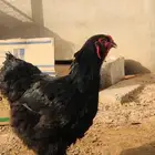 دجاجه براهما