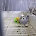 عصفور بادجي اليف