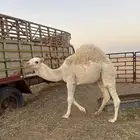 حاشي طيب فل